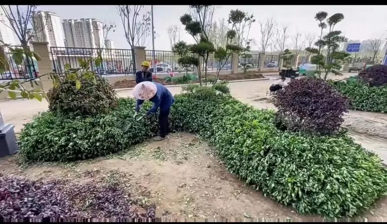 市政園林綠化工程 以專業施工，繪就城市生態畫卷